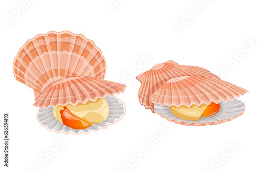shell scallop isolated on white background. Vector illustration