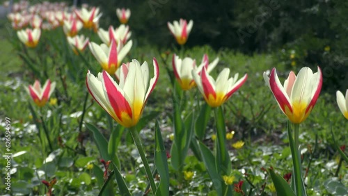 The cultivars bred by Two-flowered tulip (Tulipa biflora) are widely used in gardening. photo