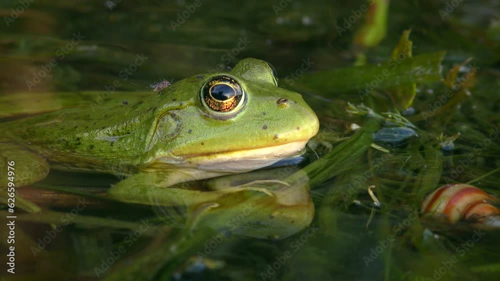 Green Marsh frog or Eurasian marsh frog (Pelophylax ridibundus) half submerged in water, mosquito sucks its blood, close-up. Green Marsh frog or Eurasian marsh frog (Pelophylax ridibundus) half submerged in water, mosquito sucks its blood, close-up.