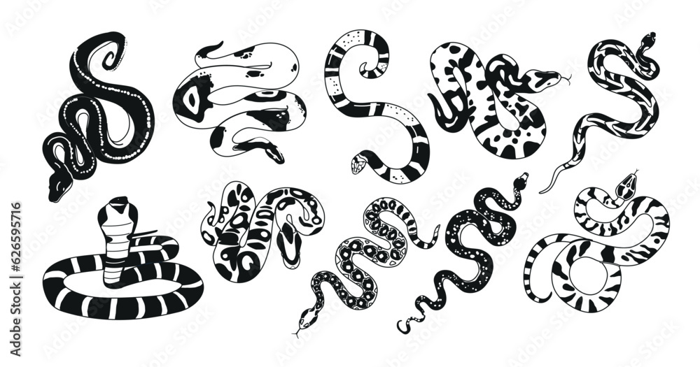 Black and White Exotic Snakes Possess Unique Patterns. Their Diverse Species And Intriguing Behavior Vector Illustration
