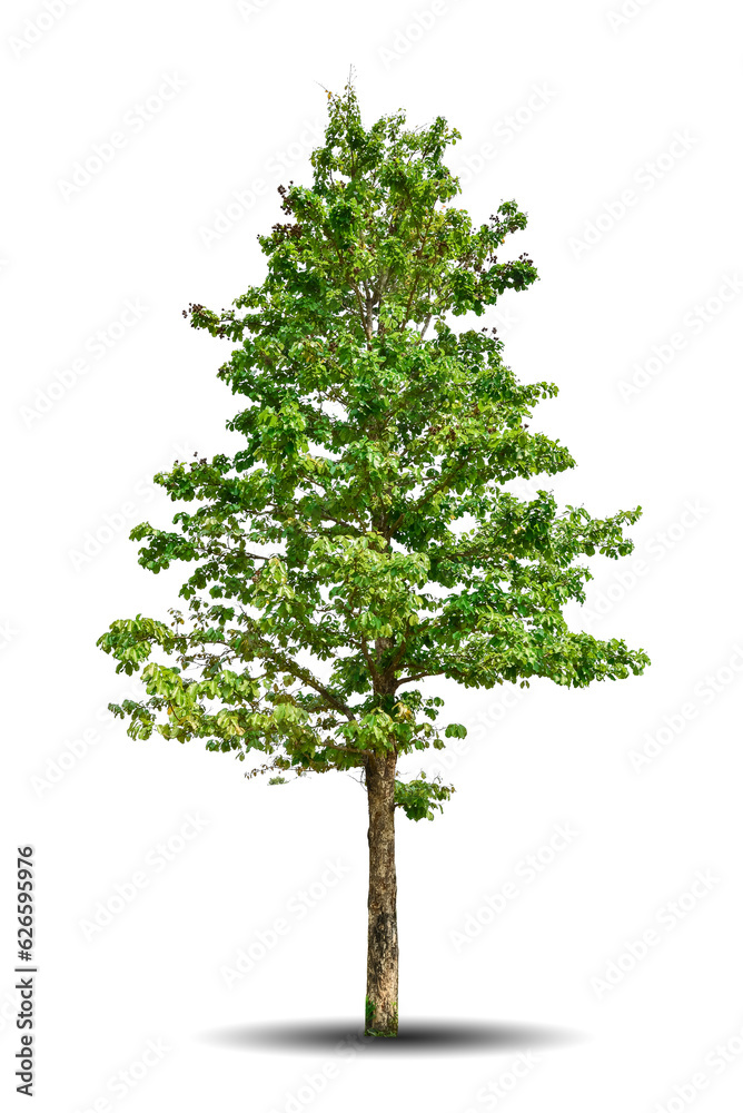 Single big tree isolated on white background. Tropical wood plant for advertising, architecture design, clipping path. Green leaf forest and foliage. Large trunk growth lone in spring or summer Single big tree isolated on white background. Tropical wood plant for advertising, architecture design, clipping path. Green leaf forest and foliage. Large trunk growth lone in spring or summer