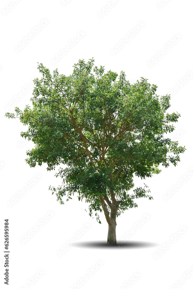 Obraz premium Single big tree isolated on white background. Tropical wood plant for advertising, architecture design, clipping path. Green leaf forest and foliage. Large trunk growth lone in spring or summer