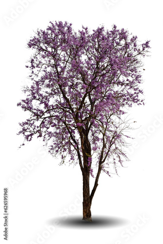 Purple Trees isolated on white background, tropical trees in nature garden isolated used for design, advertising architecture. Lagerstroemia speciosa pink flower blooming in spring seasons park © MT.PHOTOSTOCK