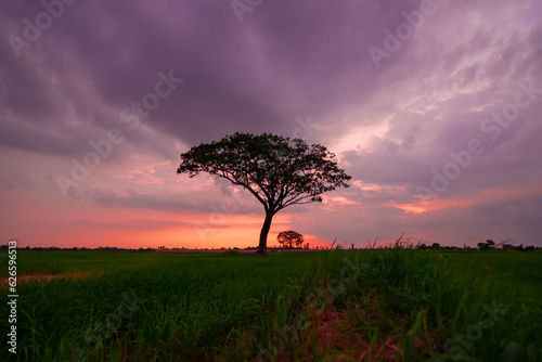 Tree silhouettes and beautiful sunset sky background in the evening.
