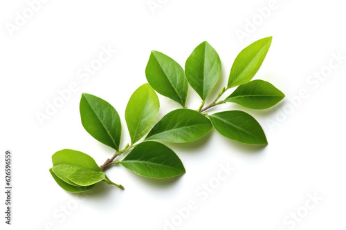 Green Tea leaves isolated on a white background: Tea Enthusiast's Delight: Isolated Fresh Tea Leaves in Closeup. Generative AI.
