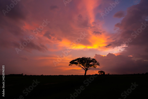 Tree silhouettes and beautiful sunset sky background in the evening. © Aewaew