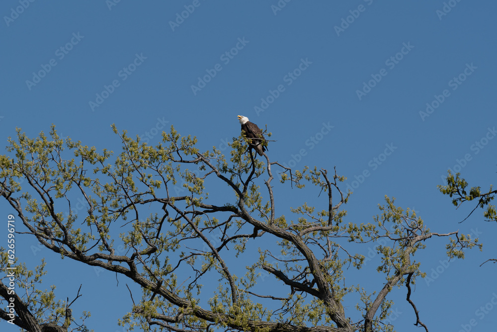 A Bald Eagle Perched High In A Tree In Spring