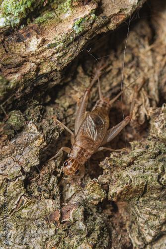 Adult male of Turanogryllus lateralis cricket sitting on the bark of a tree