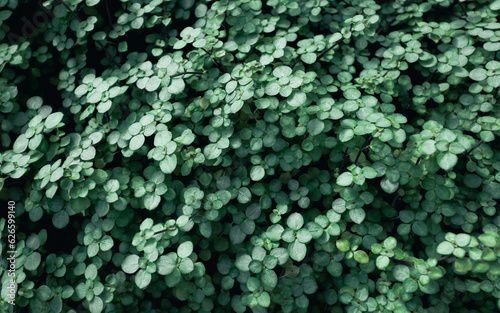 무성한 초록색 작은 잎들이 만든 패턴