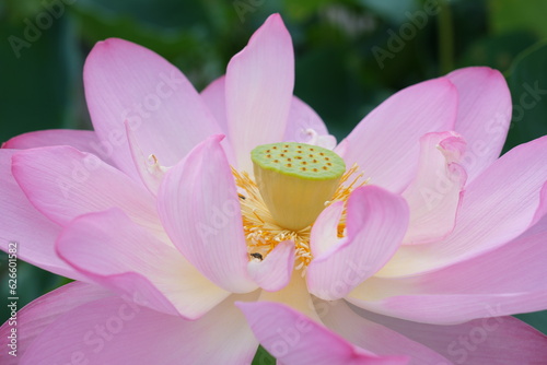 いい感じの蓮（行田蓮）　Nice lotus (Gyoda lotus) photo