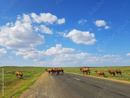 camels across the road