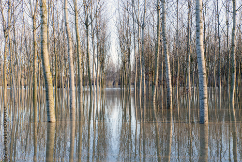During the flooding of the River Po in Italy  the poplar groves were entirely flooded  creating pleasant reflections in the water.