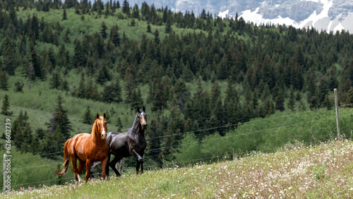 Two wild horses in Montana trot near a forest