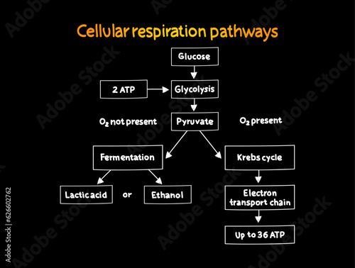 Cellular respiration pathways mind map process, medical concept for presentations and reports mind map process, business concept for presentations and reports