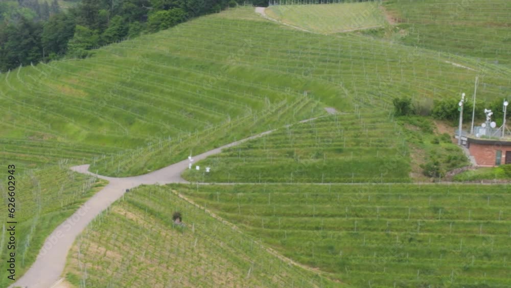 Mountain view of hilly green vineyards in summer