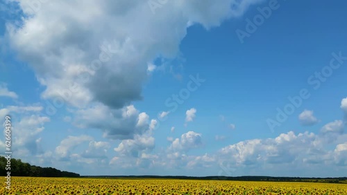 The camera moves up when flying over a field of golden sunflowers