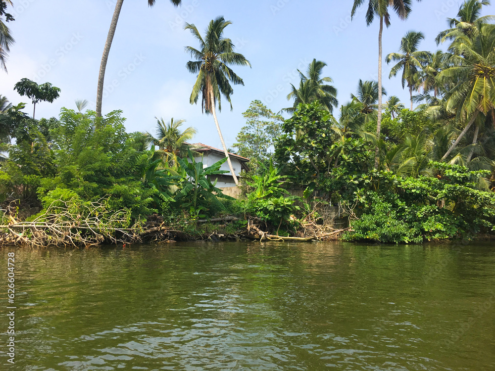 Tropical view of palm trees and river green trees natural tourism summer holidays hotel business Tropical view of palm trees and river green trees natural tourism summer holidays hotel business