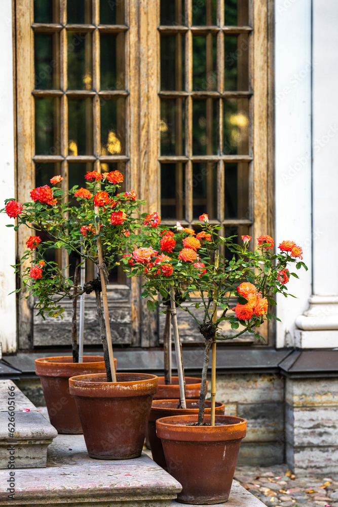 red roses in clay pots on the steps of the pavilion