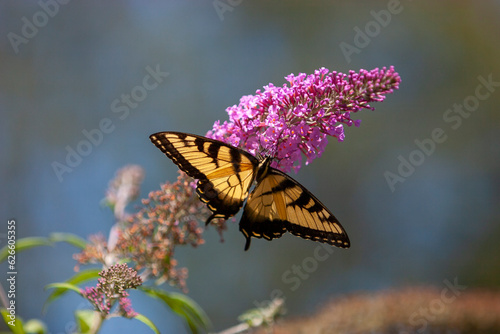 Billede på lærred Monarch butterfly with open wings perched on a Butterfly bush in Southeastern Pennsylvania, U