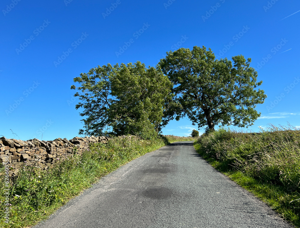 Looking up, Smalden Lane, with dry stone walls, wild plants, and old trees, set against a blue sky in, Grindleton, UK