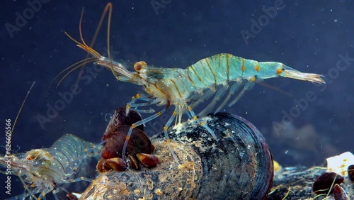 Rockpool shrimp (Palaemon elegans), shrimp looking for food among mussels, Black Sea