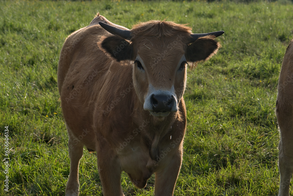 Aubrac cows, in their meadow in Auvergne, portraits Aubrac cows, in their meadow in Auvergne, portraits