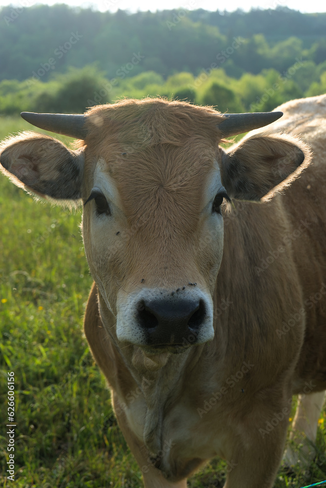 Aubrac cows, in their meadow in Auvergne, portraits Aubrac cows, in their meadow in Auvergne, portraits