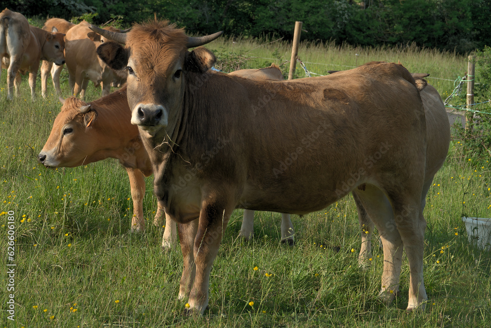 Aubrac cows, in their meadow in Auvergne, portraits