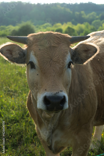 Aubrac cows  in their meadow in Auvergne  portraits