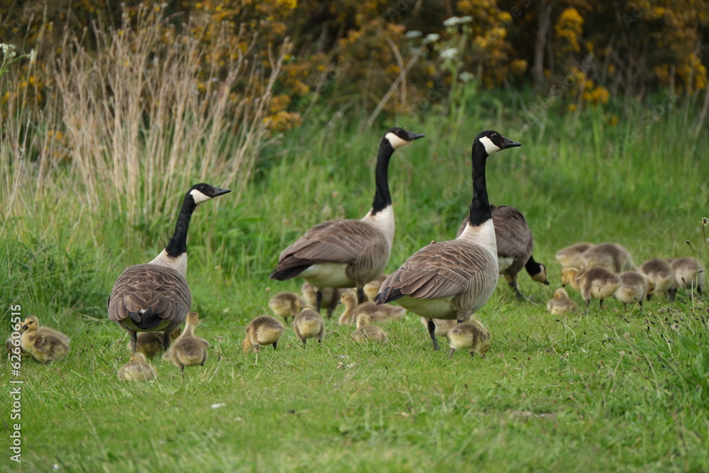 Canada geese with goslings on path Canada geese with goslings on path