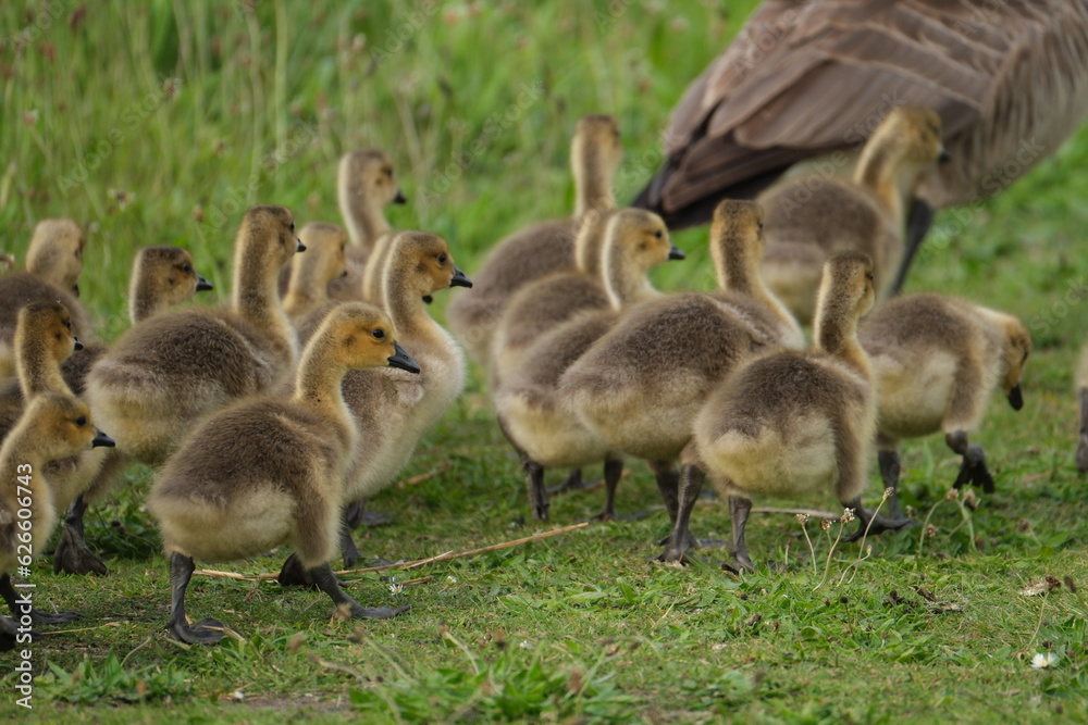 Canada geese with goslings on path Canada geese with goslings on path