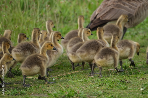 Canada geese with goslings on path