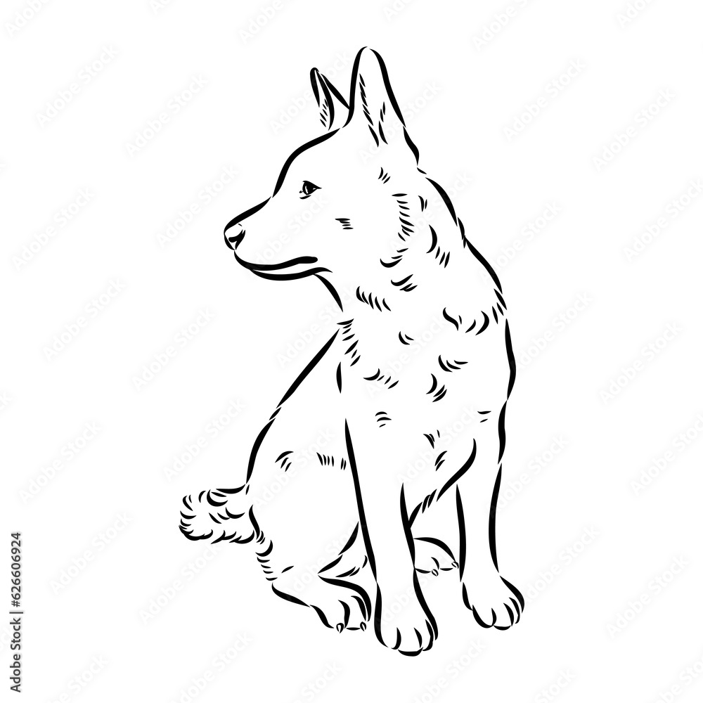 Decorative portrait of standing in profile Australian Cattle Dog, vector isolated illustration in black color on white background