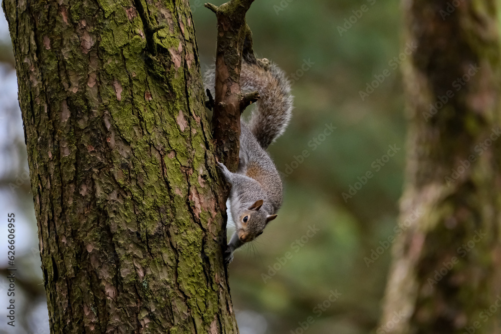 Obraz premium Grey squirrel on the side of a tree