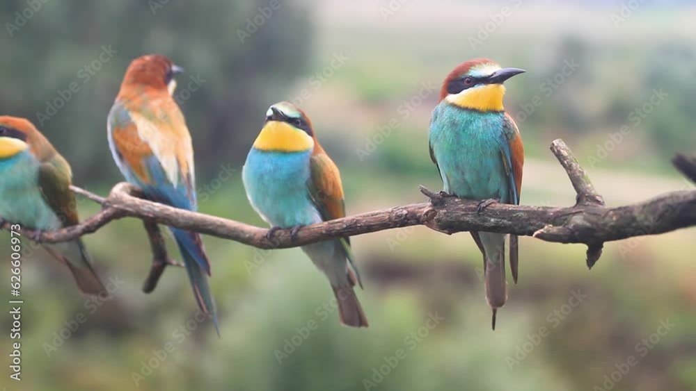 beautiful colorful birds sit on a dry branch beautiful colorful birds sit on a dry branch
