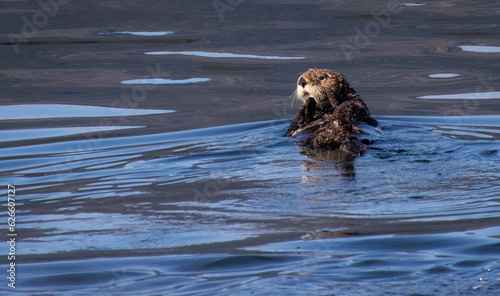 sea otter in the water