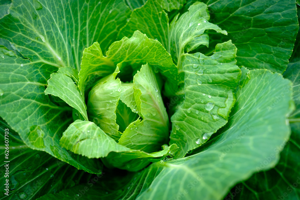 View close up of young cabbage with fresh leaves. Agriculture business. Ripe harvest on a farmer field or greenhouse. View close up of young cabbage with fresh leaves. Agriculture business. Ripe harvest on a farmer field or greenhouse.