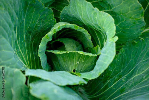 View close up of young cabbage with fresh leaves. Agriculture business. Ripe harvest on a farmer field or greenhouse. © vovik_mar