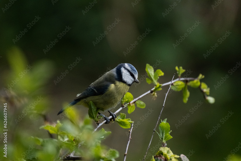 Eurasian blue tit close up in tree Eurasian blue tit close up in tree