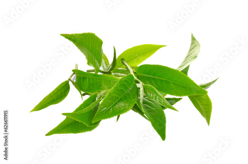 Fresh green tea leaf on   transparent png