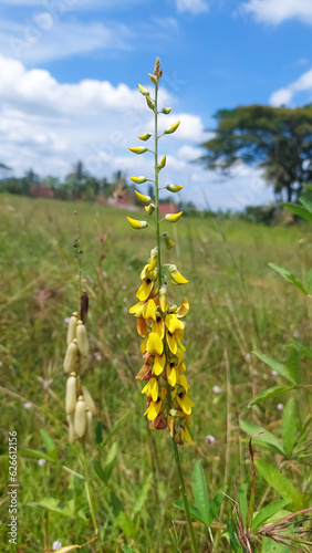 Short-lived perennial herb called smooth crotalaria (Crotalaria pallida). Selective focus image photo