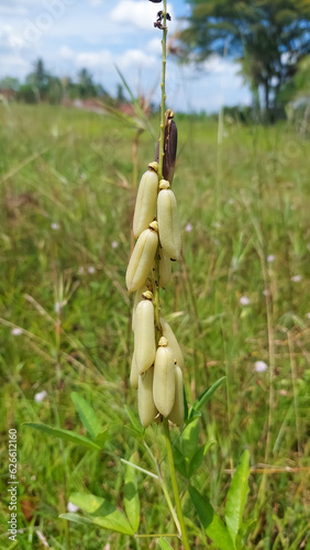 Short-lived perennial herb called smooth crotalaria (Crotalaria pallida). Selective focus image photo