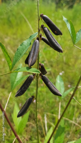 Short-lived perennial herb called smooth crotalaria (Crotalaria pallida). Selective focus image photo