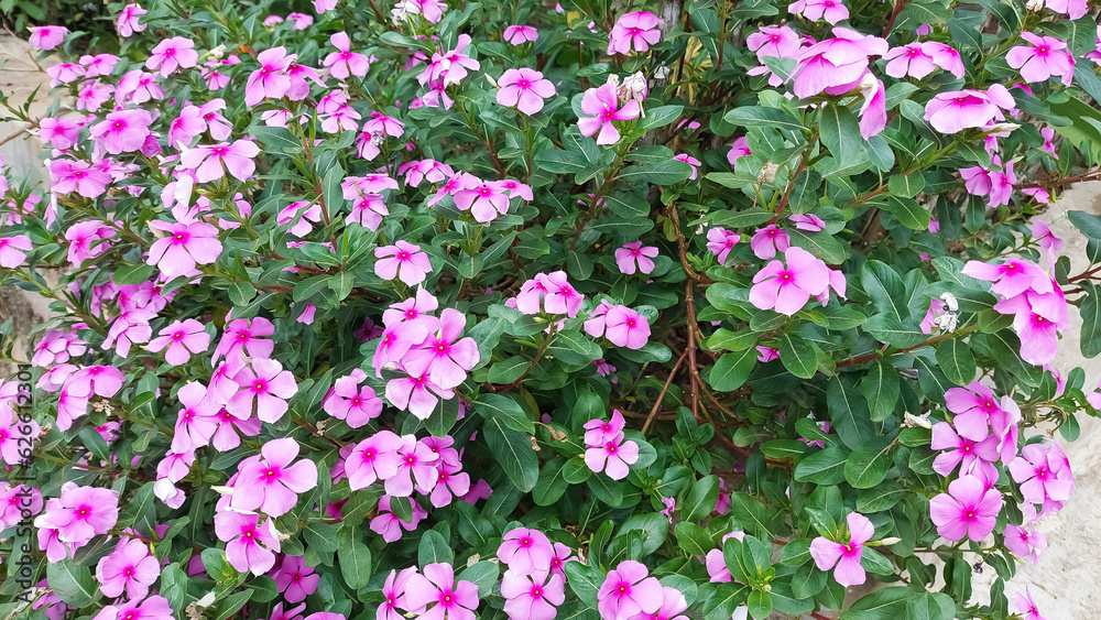 Catharanthus roseus a herbal plant known as Madagascar periwinkle or annual vinca Catharanthus roseus a herbal plant known as Madagascar periwinkle or annual vinca