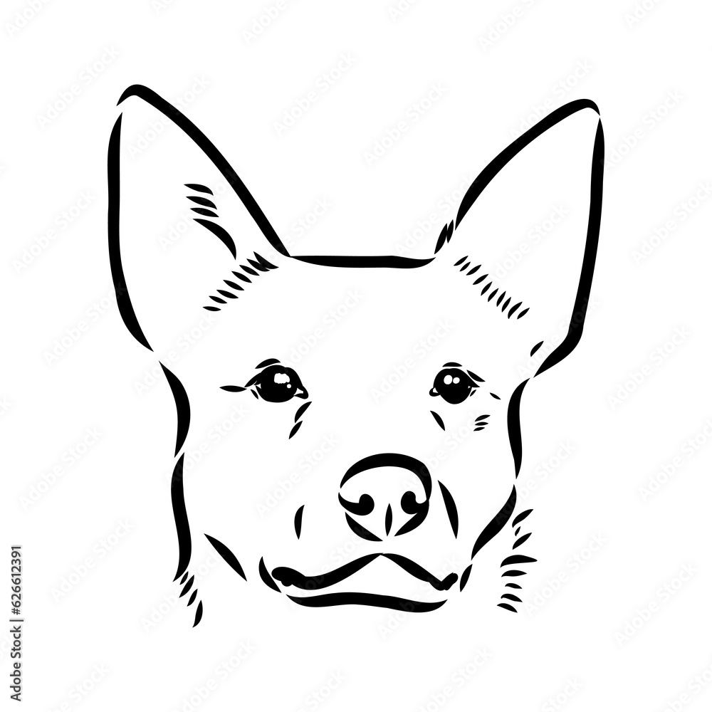 Decorative portrait of standing in profile Australian Cattle Dog, vector isolated illustration in black color on white background Decorative portrait of standing in profile Australian Cattle Dog, vector isolated illustration in black color on white background