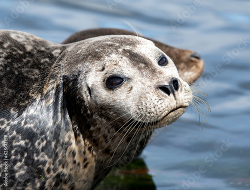 Portrait of a grey colored harbor seal looking quizzically at the camera in Puget Sound near Seattle