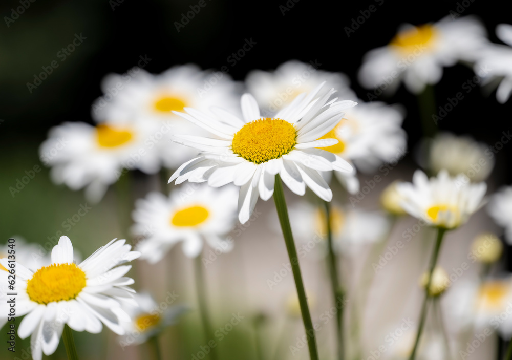 A cluster of beautiful yellow and white daisy flowers