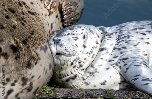 Harbor seal pup resting its head against its mother in Puget Sound near Seattle
