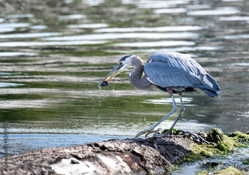 Great Blue Heron catching a fish on a floating log in Puget Sound near Seattle