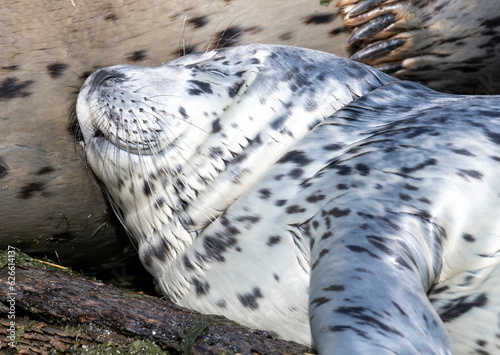 A young harbor seal pup with its mother on Bainbridge Island in Puget Sound near Seattle